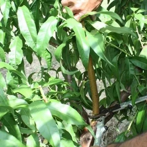 thumbnail for publication: Summer Pruning in Low-Chill Peaches Grown in Florida